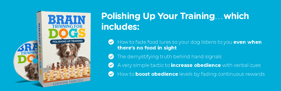 Brain Training For Dogs