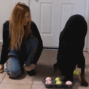 Brain Training for Dogs